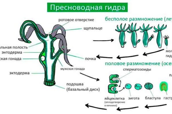 Kraken рабочее зеркало